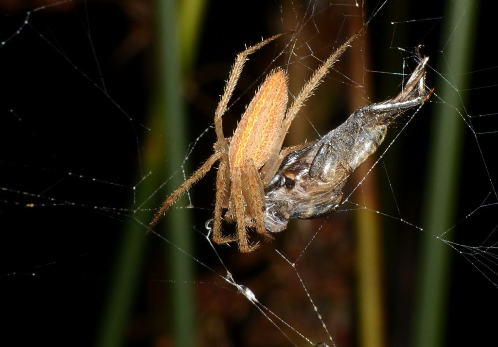 Foto di tela di Loxosceles rufescens